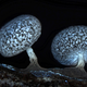 Image for article titled Parasites, deadly bugs and fungi are more beautiful than you could possibly imagine